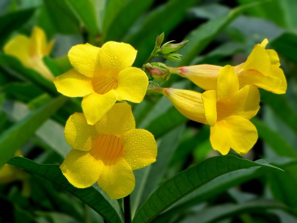 黄蝉(植物)