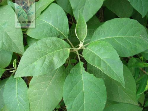 野烟叶 (植物)