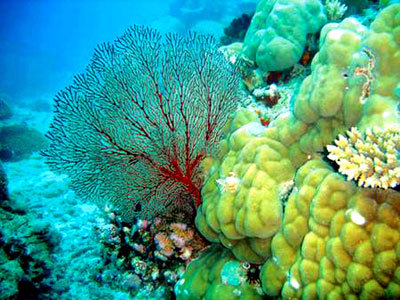 海洋植物 (植物)