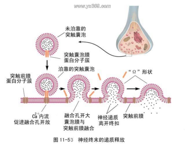 优雅的什么是神经递质的插图