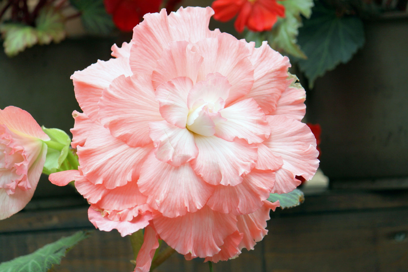 河口秋海棠 (植物)