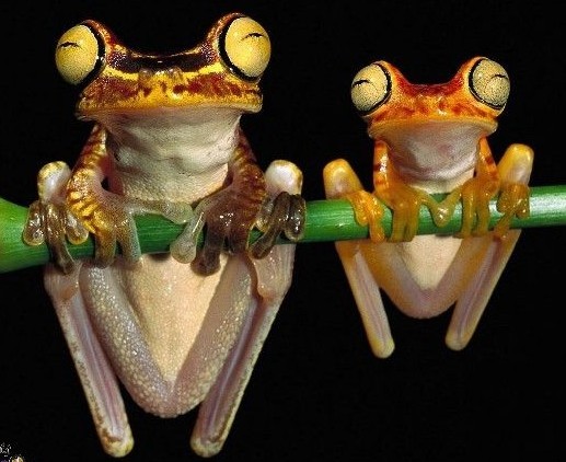 雨蛙 (其他生物相关)