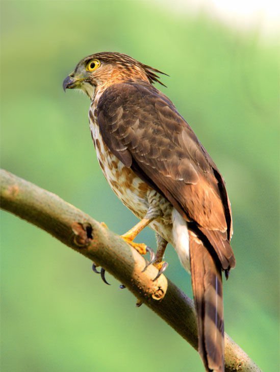 凤头鹰(动物)_技点百科