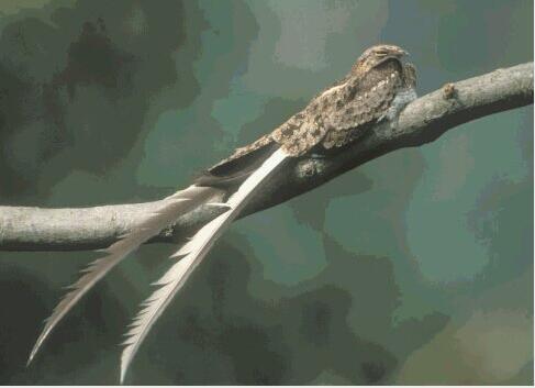 缨翅夜鹰(动物)