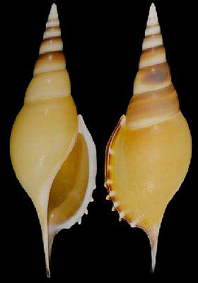 马丁氏长鼻螺 (动物)