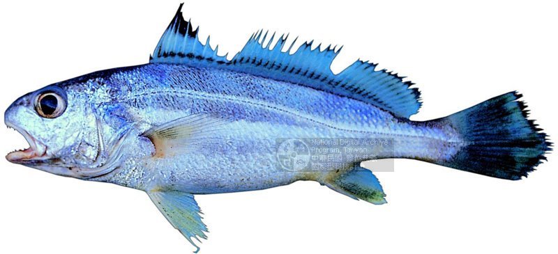 丁氏叫姑鱼(动物)