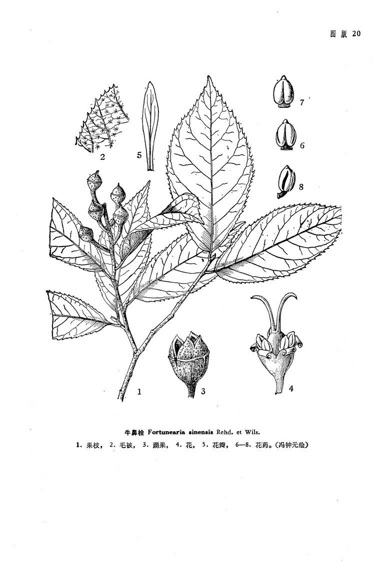 牛鼻栓其他生物相关