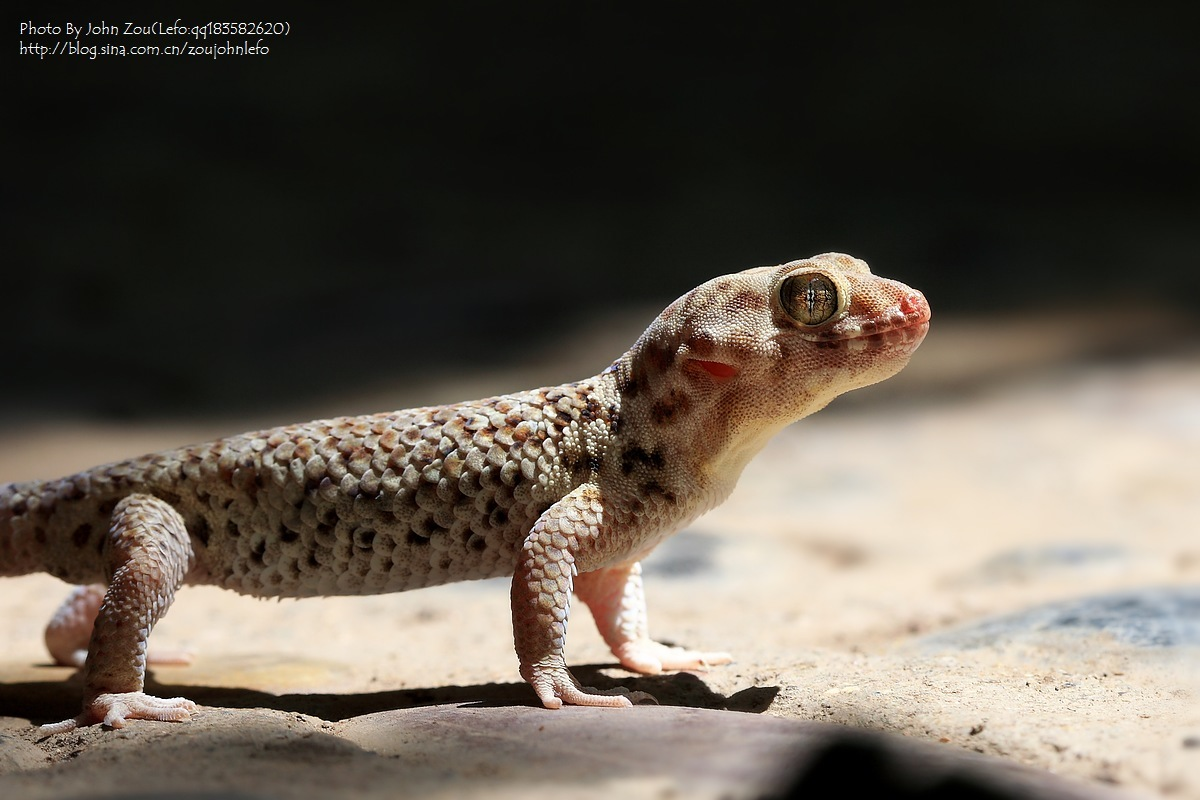 吐鲁番沙虎 (其他生物相关)