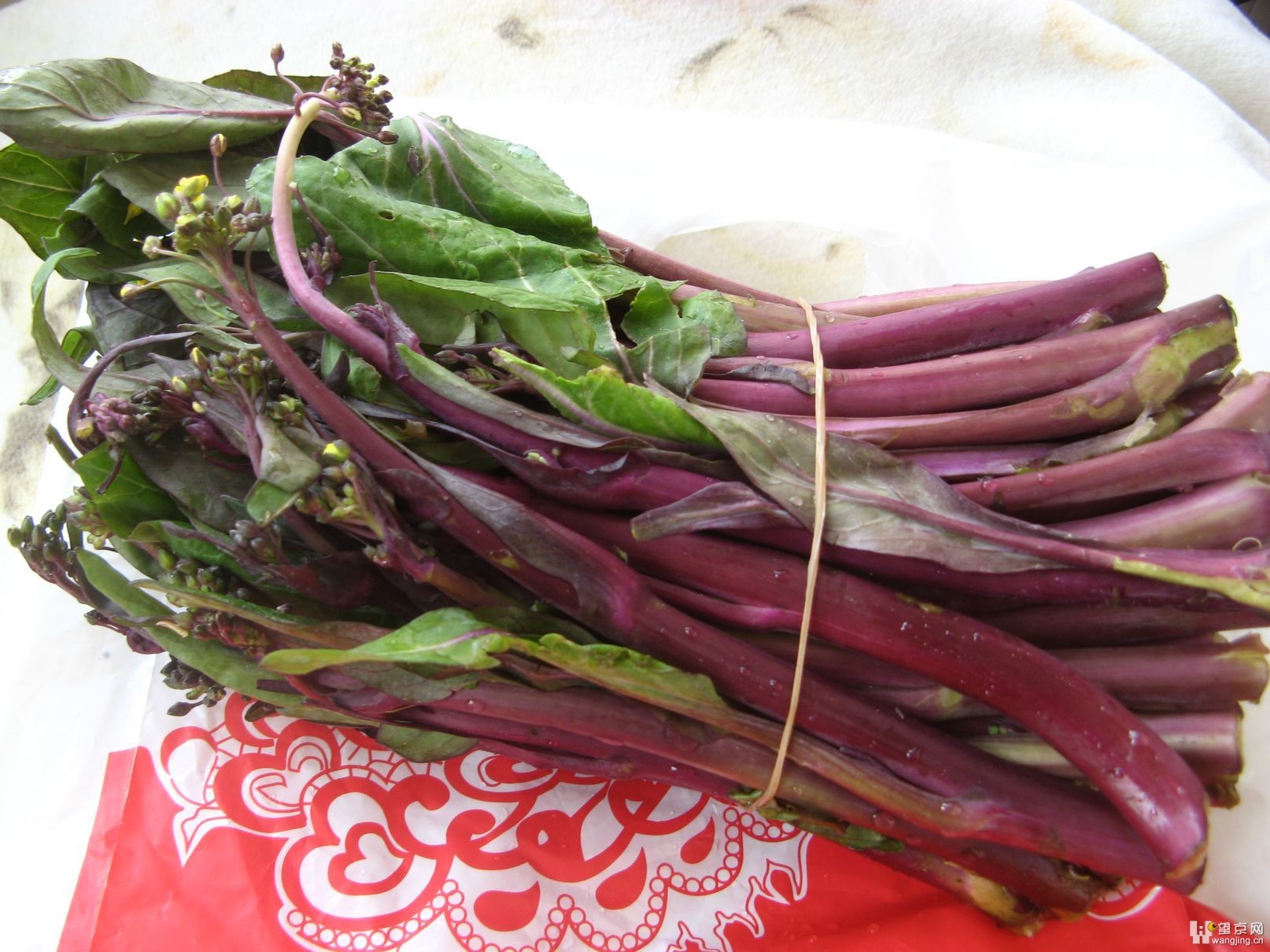 紫色青江 | 紫青江跟紫后小白菜最大的差異: 『紫青江葉片有毛而紫后沒有』 | 幸福種子 | Flickr