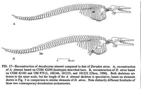 西蒙斯弯臂鲸 (动物)