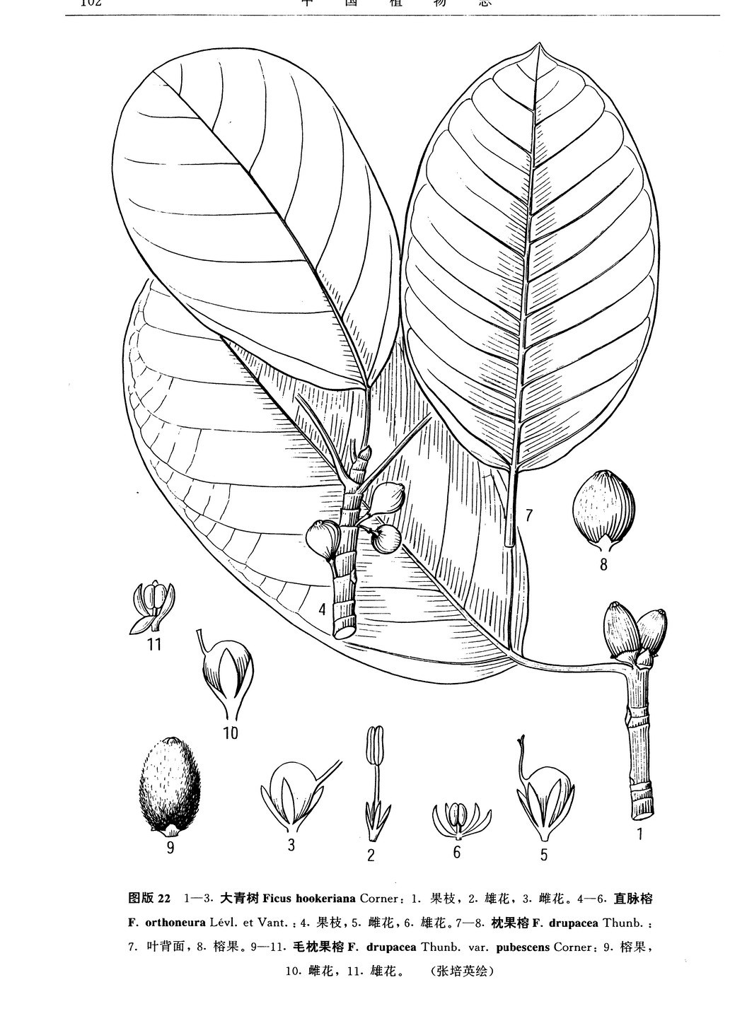 直脈榕 (植物)