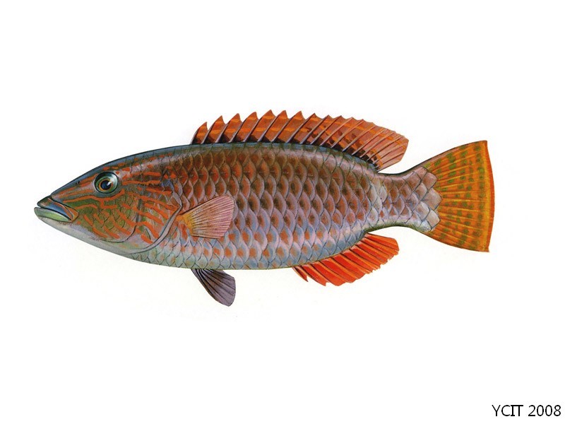 红唇鱼(其他生物相关)