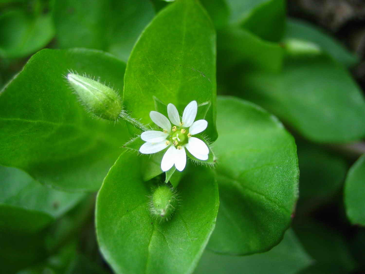 內曲繁縷植物