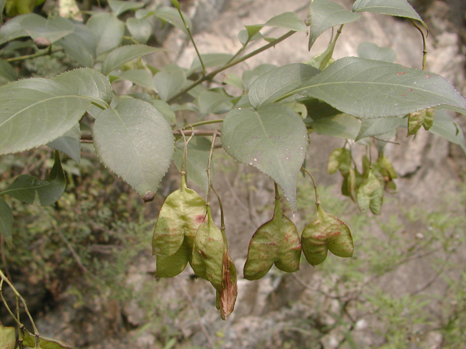 省沽油科 (植物)
