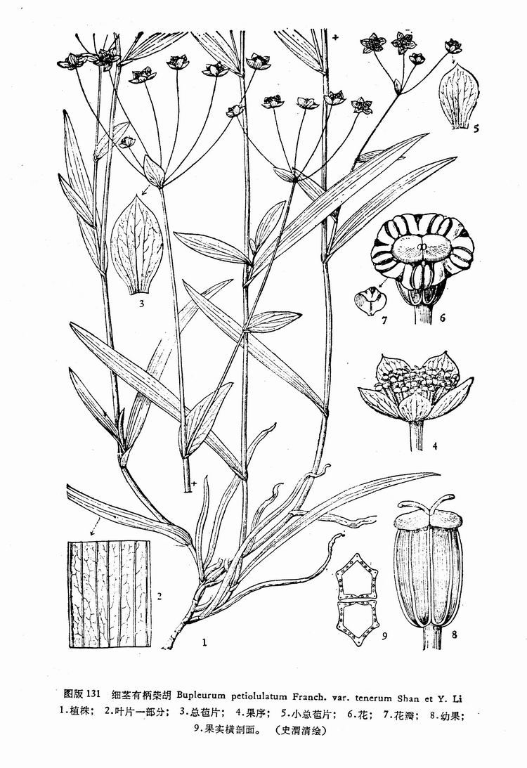 细茎有柄柴胡 (植物)