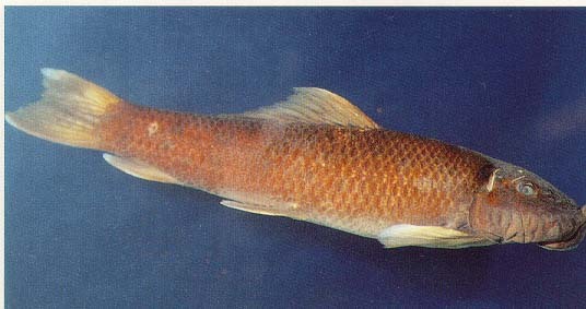 gyrinocheilusaymonieri(tirant,1883),双孔鱼科双孔鱼属的一种鱼类