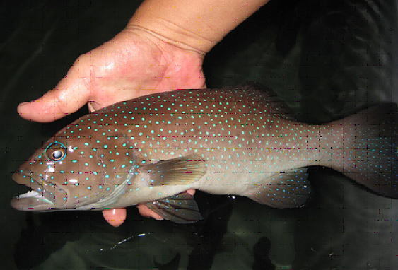 亲鱼培育 (动物)