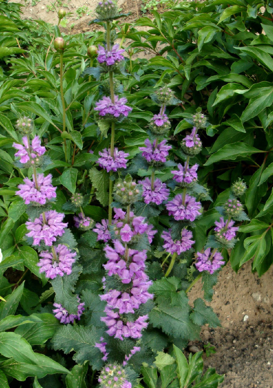 糙蘇屬 (植物)