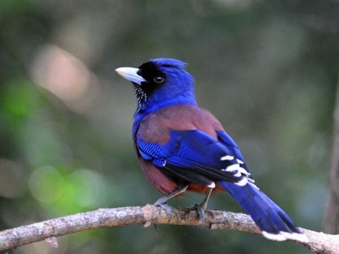 琉球松鸦(动物)