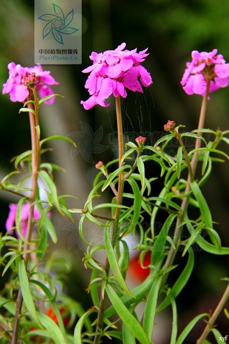 披针叶屈曲花植物