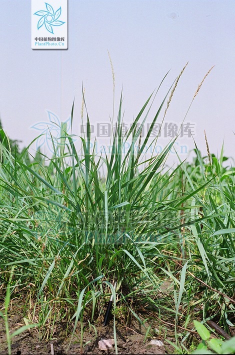 牧草七雄 (植物)