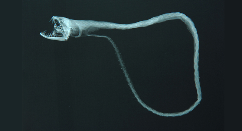 奇棘鱼(其他生物相关)