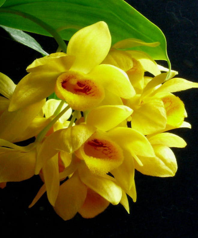 具槽石斛 (植物)