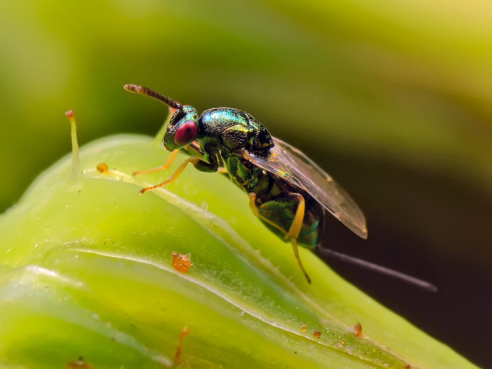 中华螳小蜂 (动物)