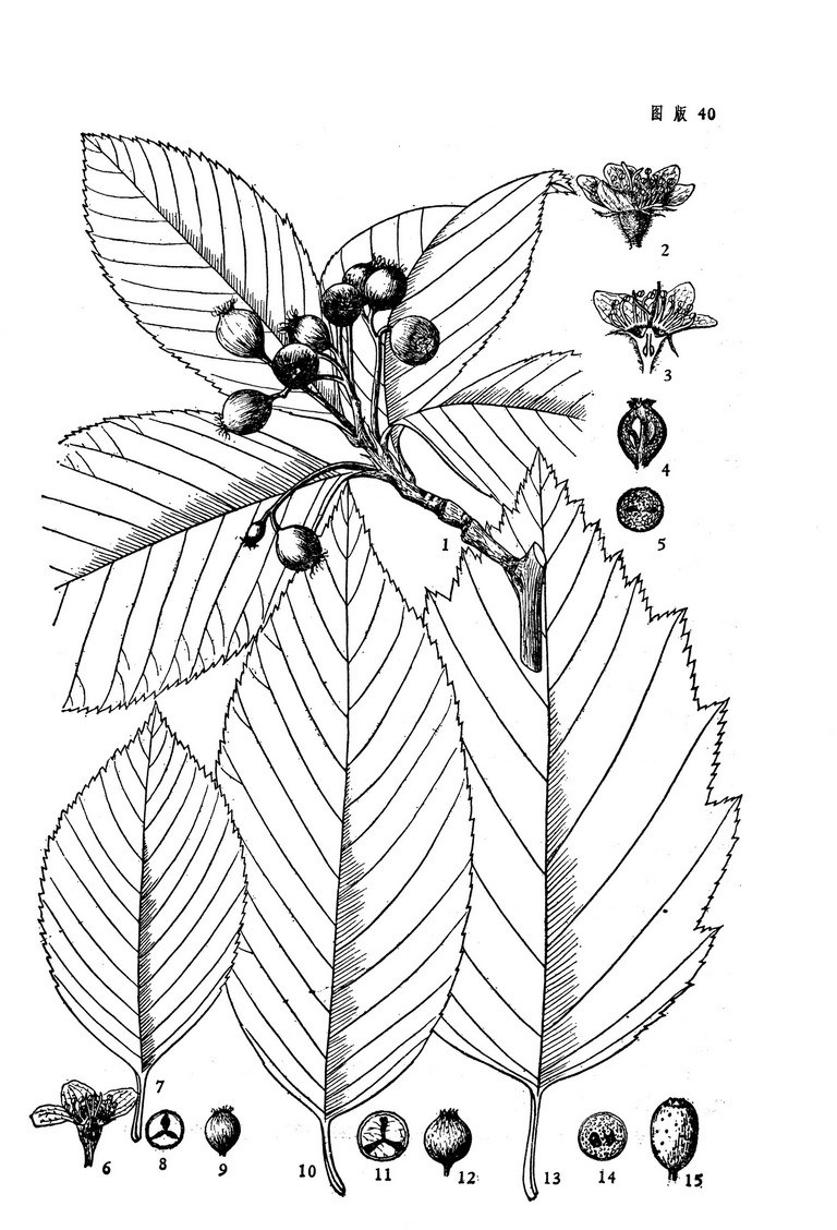 被子植物的简笔画图片