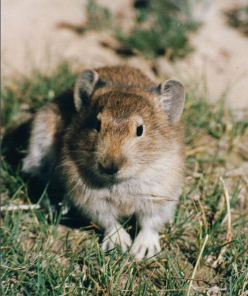 ochotona curzoniae)是一种小型非冬眠的植食性哺乳动物,又称黑唇鼠兔