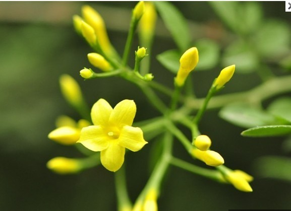 探春花植物