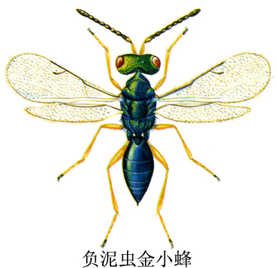 负泥虫金小蜂其他生物相关