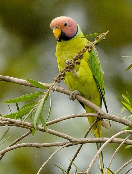 花头鹦鹉(动物)