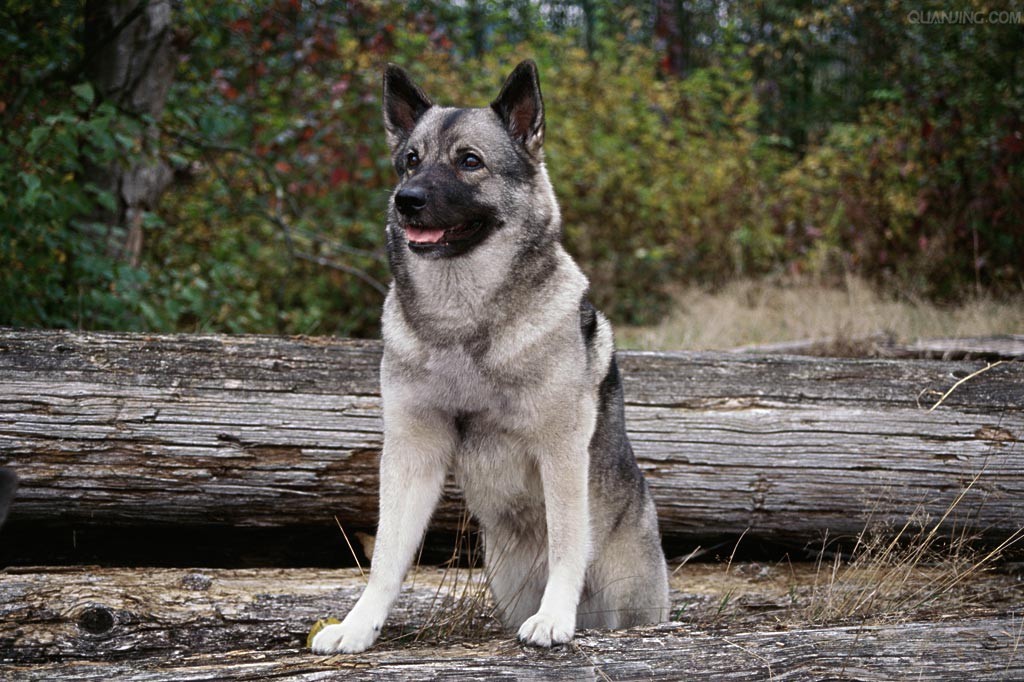 挪威猎糜犬(动物)挪威猎麋犬是一种勇敢的灰色猎犬
