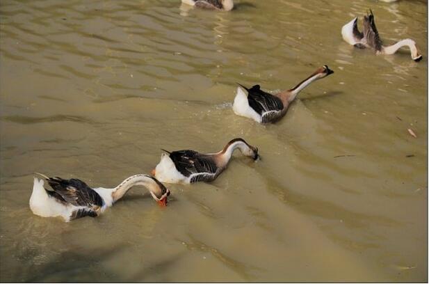 长乐鹅(动物)_技点科普_技点网(动物)