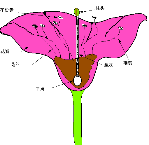 雌花的结构图图片