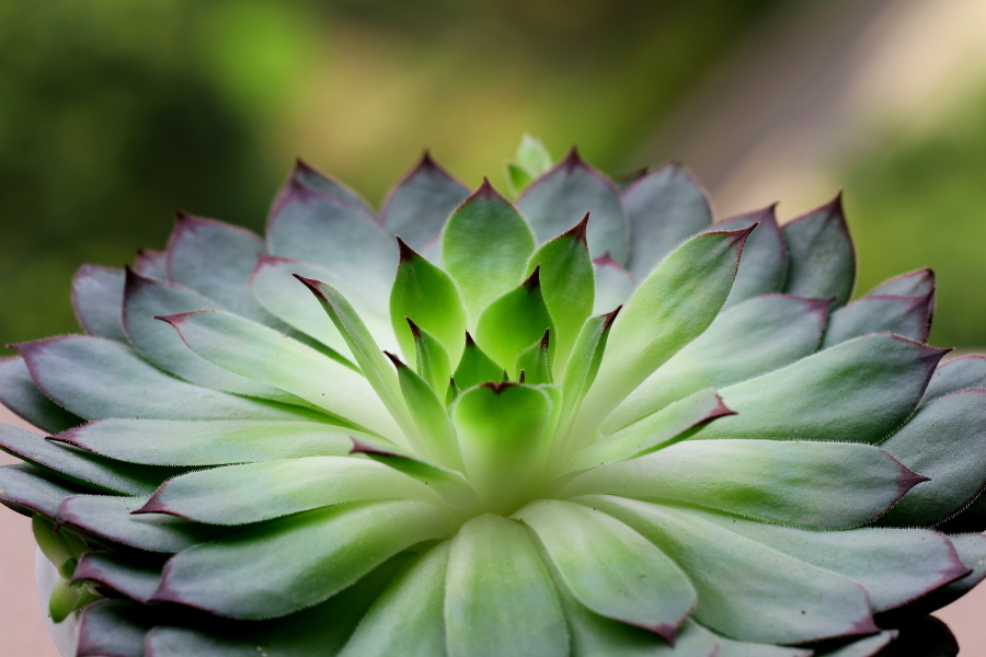 观音莲(植物)