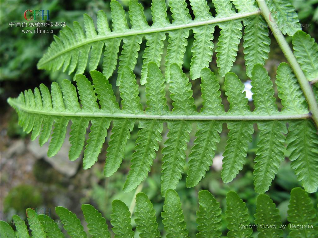 介蕨植物