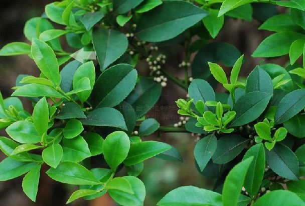 亮葉冬青(植物)_技點百科