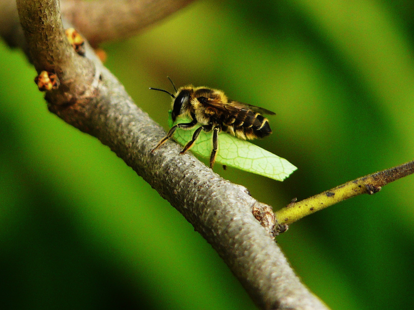 单齿切叶蜂 (动物)