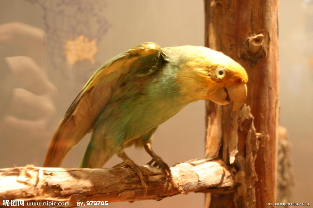 卡罗莱纳鹦哥鸟(其他生物相关)