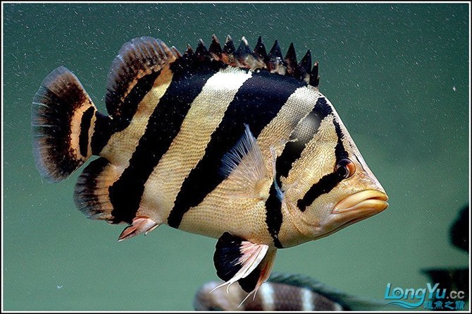 泰虎(其他人物相关)