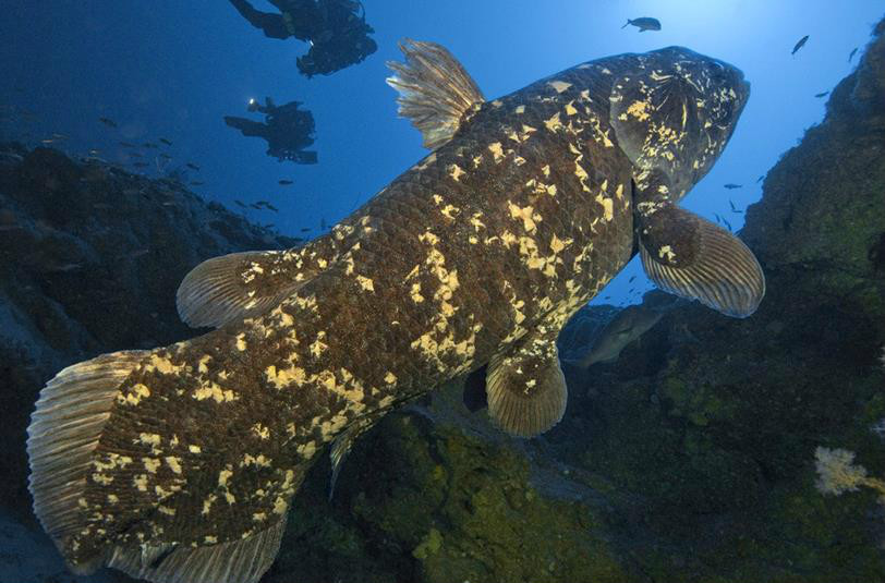 latimeria chalumnae)体长2米,是腔棘鱼目矛尾鱼科的唯一种,是唯一现