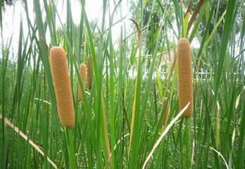 狭叶香蒲(植物)