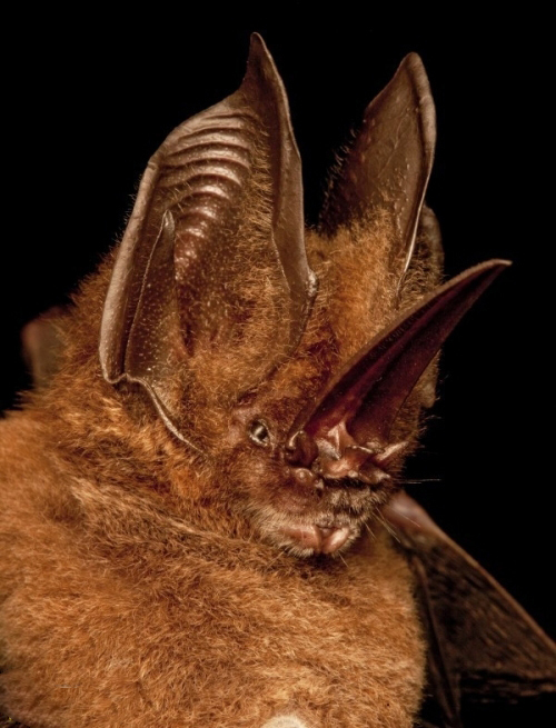 剑鼻蝠是生活在中南美洲的一种杂食性蝙蝠,它的鼻叶非常显著而且几乎