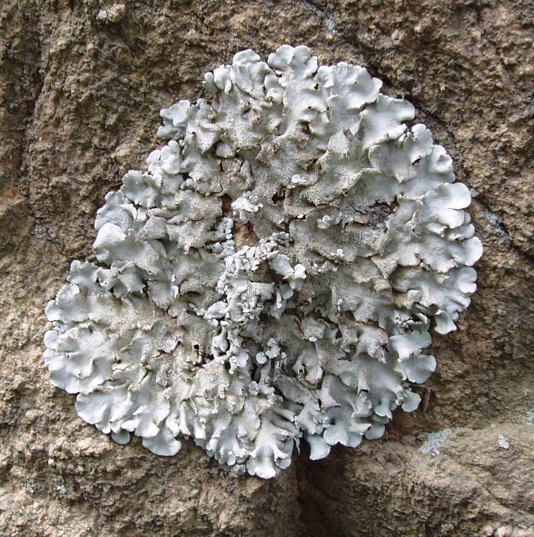 地衣形芽孢杆菌(其他生物相关)