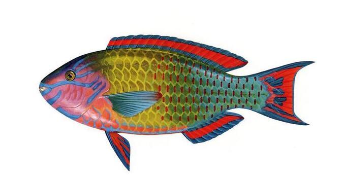 绿唇鹦嘴鱼 (其他生物相关)