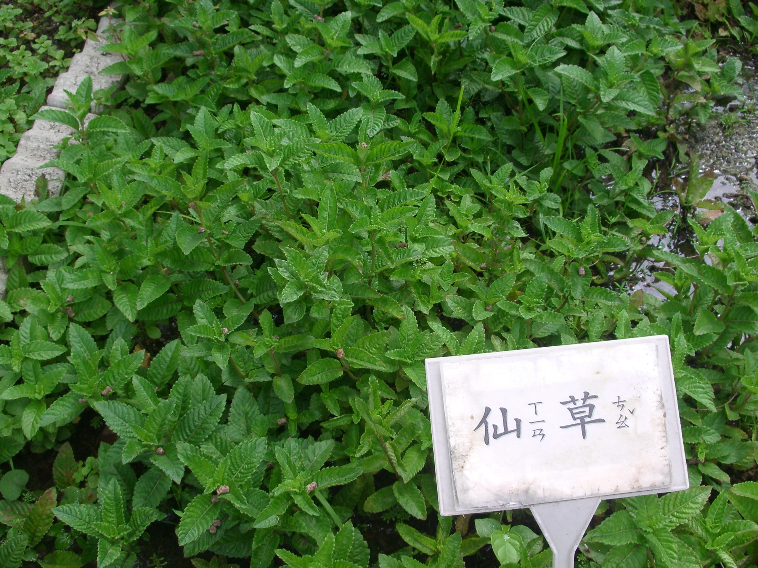 大烟锅草 (中医学与中药学)