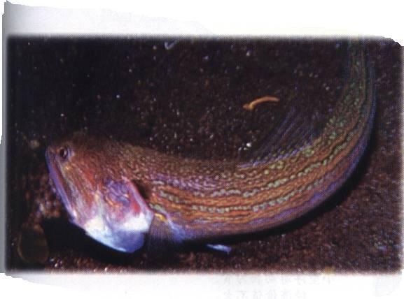 大头花杆狗母(动物)大头花杆狗母,仙女鱼目,属广盐性鱼类.