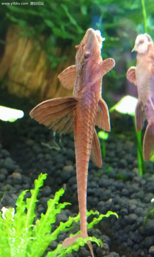 红蜻蜓直升机飞机